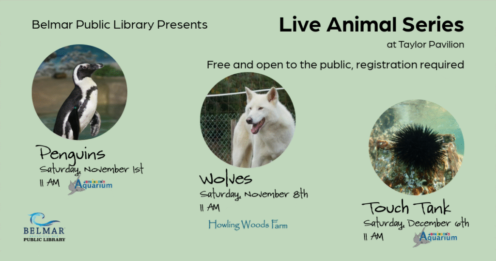 Live Animal Series, Penguins Saturday, November 1st 11 AM, Wolves Saturday, November 11th 11 AM, Touch Tank Saturday, December 6th 11 AM, all events at Taylor Pavilion, Belmar NJ