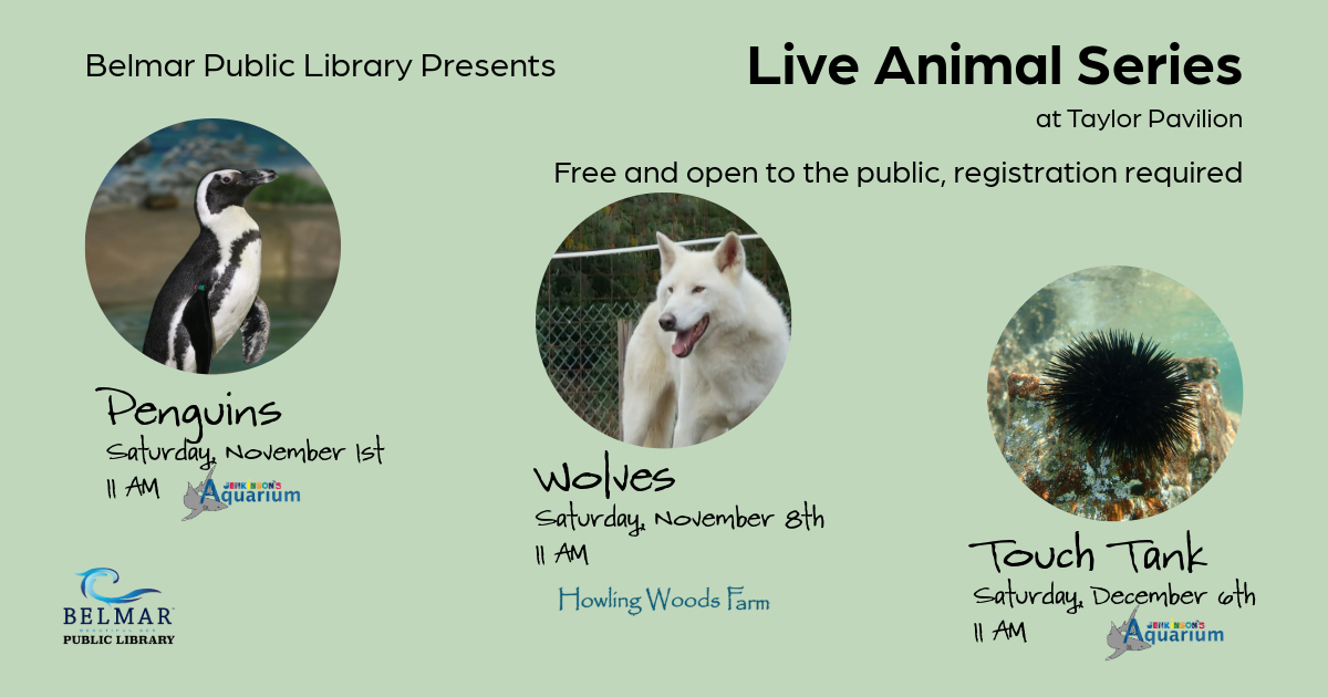 Live Animal Series, Penguins Saturday, November 1st 11 AM, Wolves Saturday, November 11th 11 AM, Touch Tank Saturday, December 6th 11 AM, all events at Taylor Pavilion, Belmar NJ