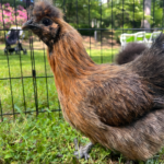 Rooster frmo Den's Farm Friends